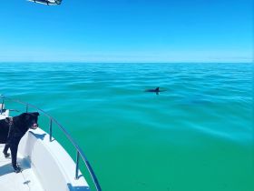 A dog watches a dolphin swimming in the clear turquoise waters, showcasing a beautiful moment of wildlife interaction on the water.