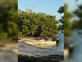 A sleek speedboat rests on the shore, surrounded by lush mangroves, showcasing a perfect spot for water adventures.