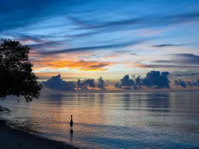 A serene sunset over calm waters, with a solitary bird standing at the shoreline — a picturesque moment capturing the beauty of nature.
