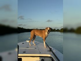 A playful dog stands confidently on the bow of a boat, enjoying a scenic view of the waterway — a perfect companion for boating adventures.