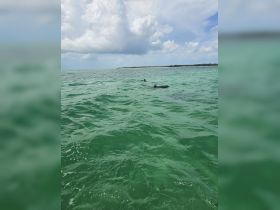 Dolphins swim gracefully in the clear turquoise waters, showcasing the beauty of marine wildlife in their natural habitat.