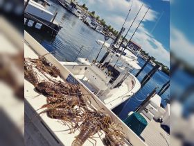 A display of freshly caught lobsters on a boat at the dock, showcasing the bountiful catch of the day — perfect for seafood lovers and fishing enthusiasts.