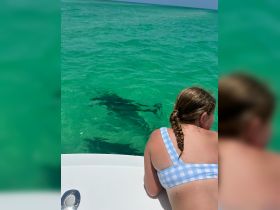 A child observes a shadow in the clear turquoise waters, potentially a shark, showcasing an exciting wildlife encounter while boating.
