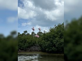 A stunning capture of flamingos in flight above lush mangroves, showcasing the beauty of wildlife in their natural habitat.