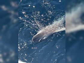 A close-up shot of a shark swimming in the clear blue waters, showcasing the beauty of marine wildlife during a boating adventure.