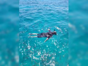 A snorkeler explores vibrant underwater life in crystal-clear waters, showcasing the beauty of marine adventures.
