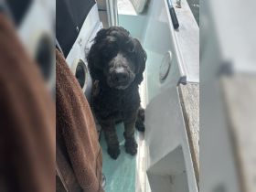 A charming dog sits on a boat, showcasing the joy of bringing pets along for aquatic adventures.