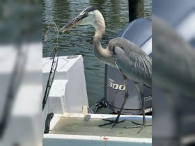 A close-up of a heron standing on a boat, showcasing its striking features while it appears to be fishing — a beautiful moment of wildlife interaction on the water.