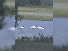 A serene scene featuring a group of white birds wading in shallow waters, showcasing the beauty of local wildlife in their natural habitat.