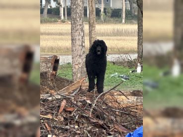 Black Dog Charters HHI
