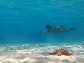 A snorkeler gracefully swims alongside a stingray in crystal-clear waters, showcasing the beauty of underwater wildlife encounters.