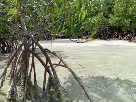 A serene view of mangrove trees along a sandy coastline, showcasing the beauty of nature in a tranquil setting — perfect for eco tours and nature exploration.