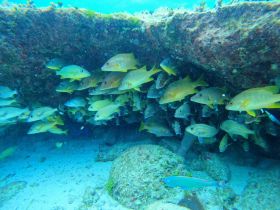 A vibrant school of fish swims beneath a rocky overhang, showcasing the rich marine life found in underwater ecosystems.
