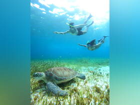 Two snorkelers interact with a majestic sea turtle while exploring underwater, showcasing the beauty of marine wildlife in a vibrant aquatic environment.