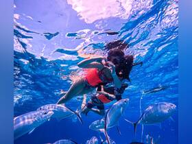 A group of snorkelers interacts with vibrant fish underwater, showcasing the beauty of marine life in a tropical setting.
