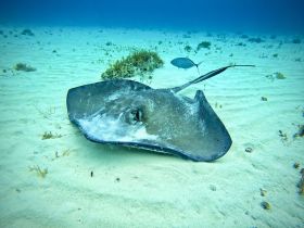 A stunning close-up of a stingray gliding gracefully over the sandy ocean floor, showcasing the beauty of underwater wildlife.