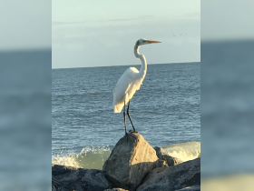 A majestic egret stands on a rock by the shore, showcasing the beauty of coastal wildlife against a serene ocean backdrop.
