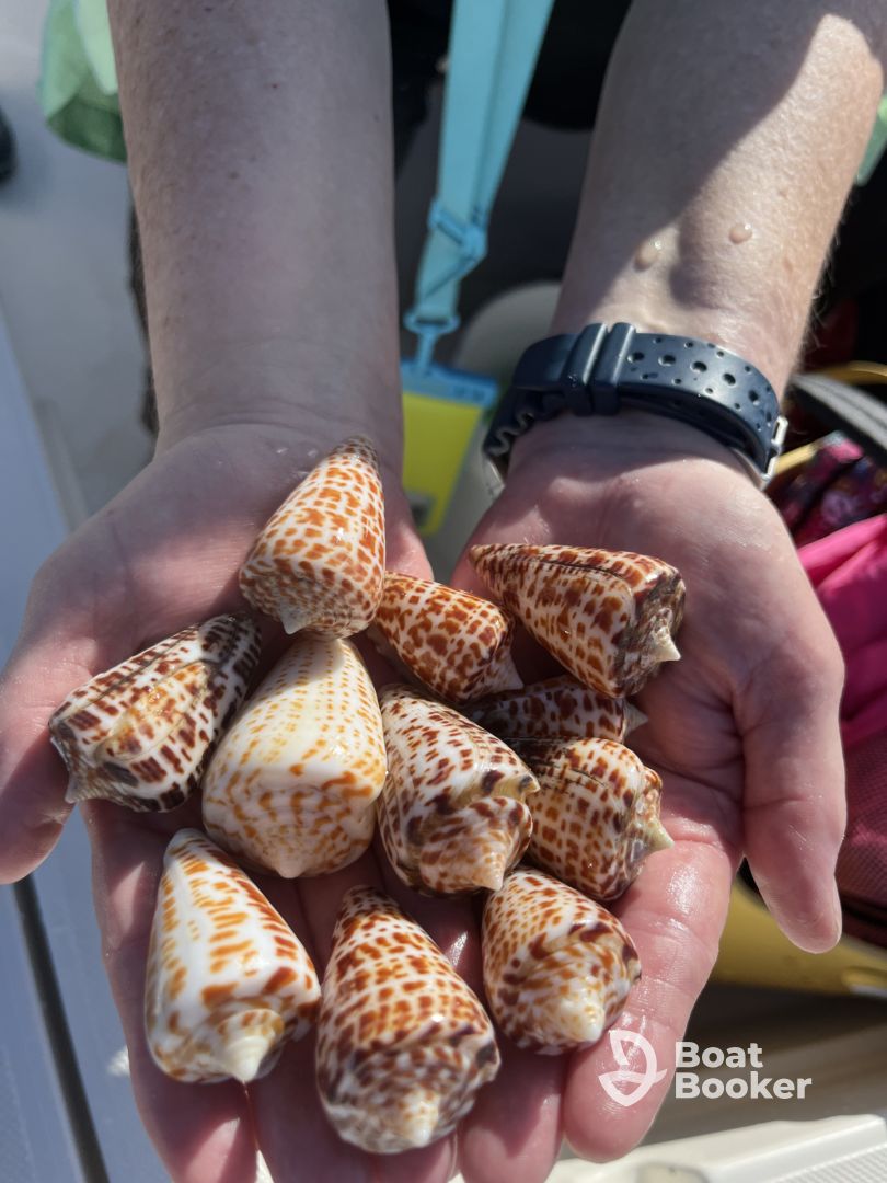 JP's Shelling & Eco Tours
