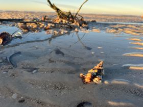 A close-up view of a shell on the beach, with unclear details and no identifiable subjects.