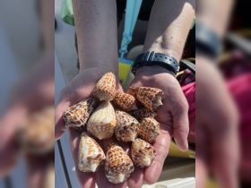 A collection of beautifully patterned seashells held in hands, showcasing the treasures found during a day on the water.
