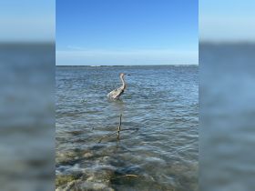 A graceful heron stands in shallow waters, showcasing the beauty of wildlife in its natural habitat. Perfect for birdwatching enthusiasts and nature lovers.
