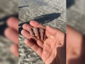 A close-up of a beautifully patterned shell held in hand, showcasing the intricate details of marine life found on sandy shores.
