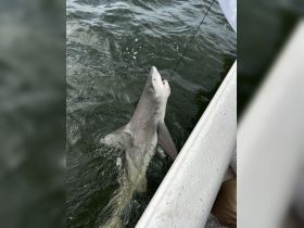 A close-up shot of a shark being caught while fishing, showcasing the thrill of marine wildlife encounters.