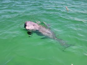 A playful dolphin swims gracefully in clear green waters, showcasing the beauty of marine wildlife encounters.