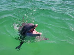 A playful dolphin surfaces in clear green waters, showcasing its joyful expression — a captivating moment for wildlife enthusiasts.