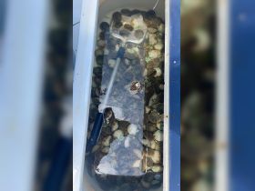 A cooler filled with freshly caught scallops and a net, showcasing the day's fishing haul — perfect for seafood lovers and culinary adventures on the water.