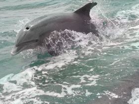 A playful dolphin splashes through the water, showcasing its agility and grace — a captivating moment in marine wildlife observation.