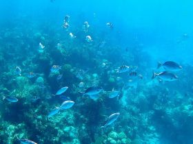 A vibrant underwater scene showcasing a variety of fish swimming among coral reefs, perfect for snorkeling and marine life enthusiasts.
