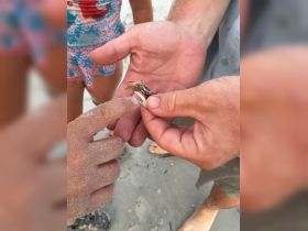 A child interacts with a small crab on the beach, showcasing a delightful moment of wildlife exploration — perfect for family beach outings.