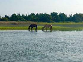 Two wild horses graze in shallow waters, showcasing a unique wildlife encounter in a serene natural setting.