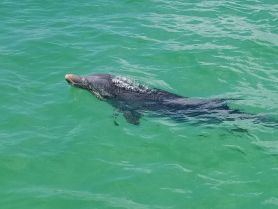 A dolphin gracefully swims through clear turquoise waters, showcasing the beauty of marine wildlife in its natural habitat.