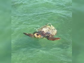 A beautiful sea turtle gracefully swims through clear turquoise waters, showcasing the vibrant marine life found in tropical destinations.