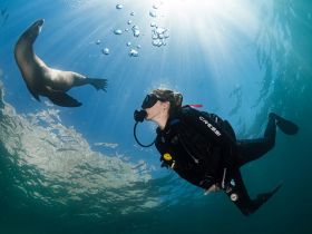 A diver interacts with a playful seal underwater, showcasing the beauty of marine wildlife and the thrill of diving adventures.