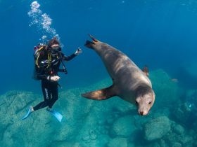 A diver interacts with a curious seal underwater, showcasing a unique wildlife encounter that highlights the beauty of marine life.
