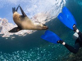 A diver interacts with a playful seal underwater, showcasing the beauty of marine wildlife encounters — a memorable experience for ocean lovers.