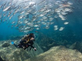 A diver explores an underwater scene surrounded by a school of fish, showcasing the vibrant marine life and the thrill of underwater adventures.