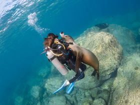 A diver interacts closely with a playful seal underwater, showcasing a unique wildlife encounter in a vibrant marine environment.