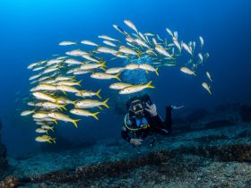 A diver interacts with a school of vibrant yellow-tailed fish in a stunning underwater scene, showcasing the beauty of marine life during a diving adventure.
