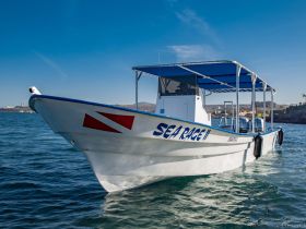 A striking view of the 'Sea Race II' boat cruising through clear waters, showcasing its sleek design and vibrant colors — perfect for diving adventures or coastal excursions.