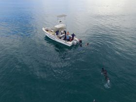 A lively group enjoys snorkeling activities around a boat, showcasing the excitement of marine adventures on the water.