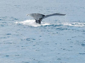 A majestic whale's tail emerges from the ocean, creating a splash as it dives — a breathtaking moment for wildlife enthusiasts.