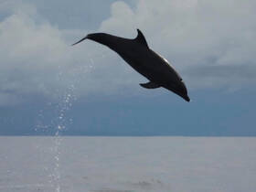 A stunning capture of a dolphin leaping out of the water, showcasing the beauty of marine wildlife in its natural habitat.