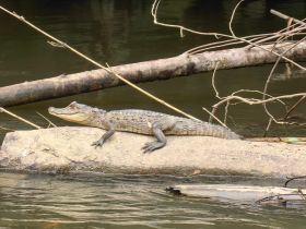 A close-up view of a crocodile basking on a rock by the water's edge, showcasing the beauty of wildlife in its natural habitat.