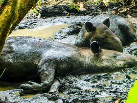 Two tapirs relax in a muddy area, showcasing their natural habitat — a unique wildlife encounter in the rainforest.