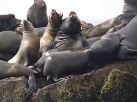 A lively group of seals basking on rocky outcrops, showcasing their playful nature in a natural habitat — a delightful sight for wildlife enthusiasts.