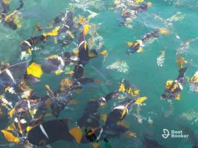 A vibrant school of fish swims gracefully in clear turquoise waters, showcasing the rich marine life that can be explored during snorkeling adventures.